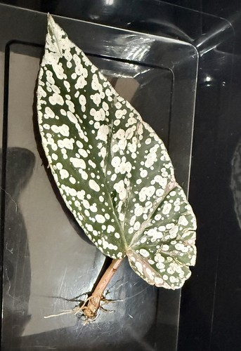 Begonia snow capped - begonia, pink