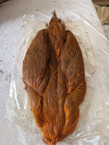 Guinea fowl fly tying - guinea,