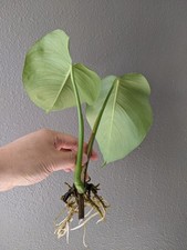 Monstera Albo Deliciosa