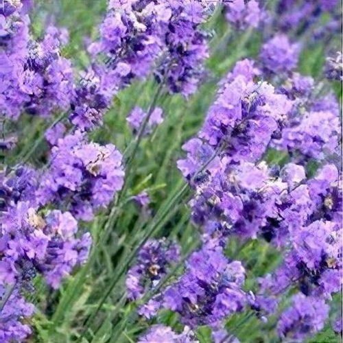 English lavender - x,