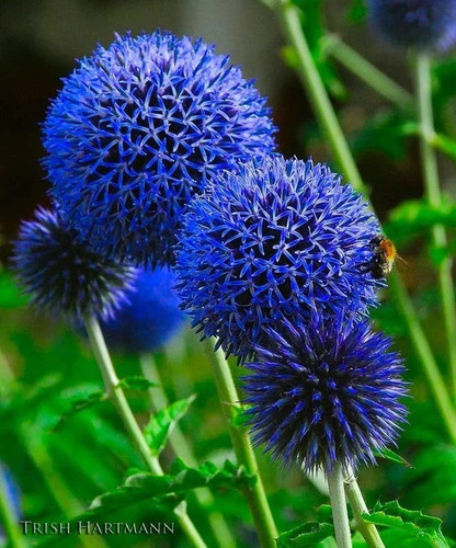 Pretty imported double allium - pretty,