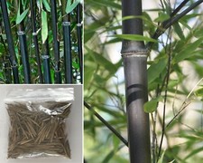 Black Bamboo | Phyllostachys