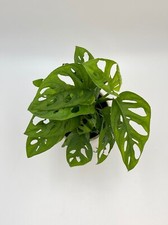 Monstera adansonii, Monkey
