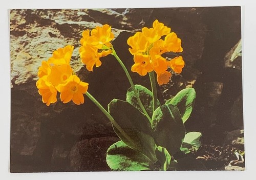 Mountain cowslip bears ear - cowslip, or