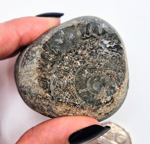 Natural ammonite goniatite - natural,