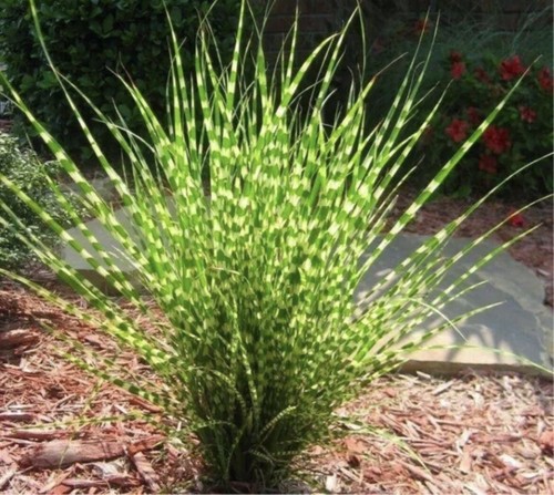 Miscanthus sinensis little - miscanthus, 'little