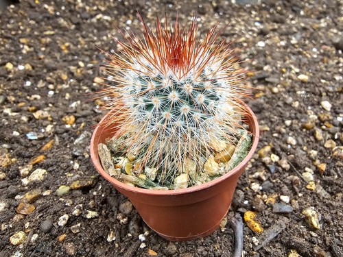 Mammillaria spinossima spiny - -,