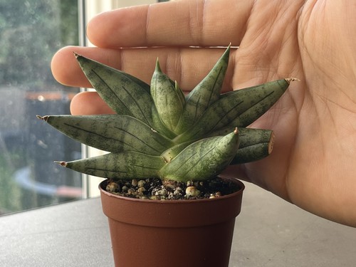 Sansevieria nilin hybrid - sansevieria,
