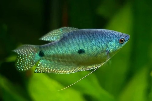 Blue gourami live freshwater - gourami,
