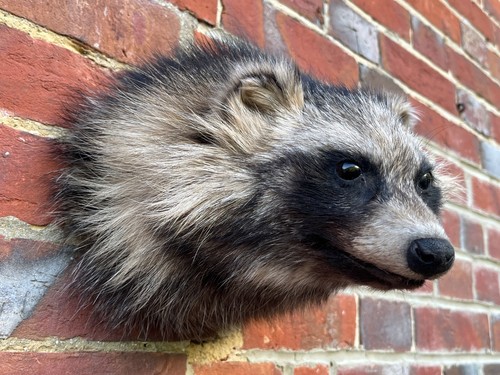 Nice new common raccoon dog - common,