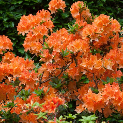 Evergreen shrub orange - shrub,,