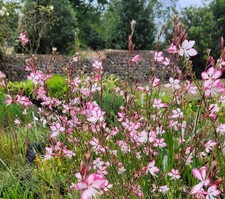 Gaura 'Freefolk Rosy' Bee Blossom 9cm Pot Loved by Bee's Outdoor grown