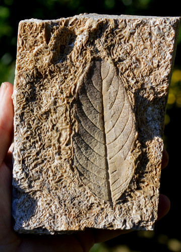 Amazing rare fossil - amazing,