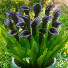1x ZANTEDESCHIA BLACK  ARUM