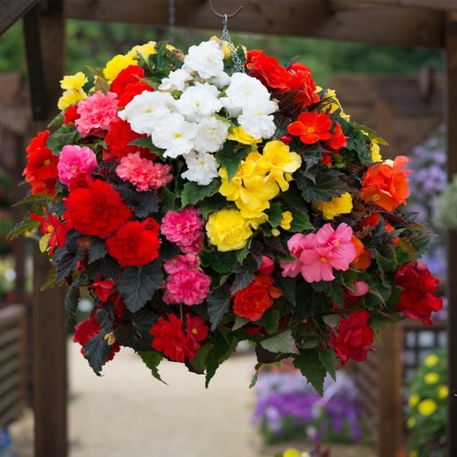 Begonia tuberous non - non, stop
