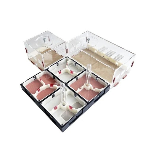 Expandable acrylic ant - acrylic,