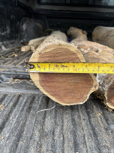 Bundle seasoned yew log - seasoned,