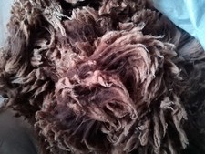 Shetland Raw Sheep Fleece Wool