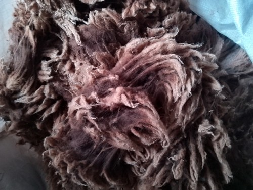 Shetland raw sheep - fleece, wool