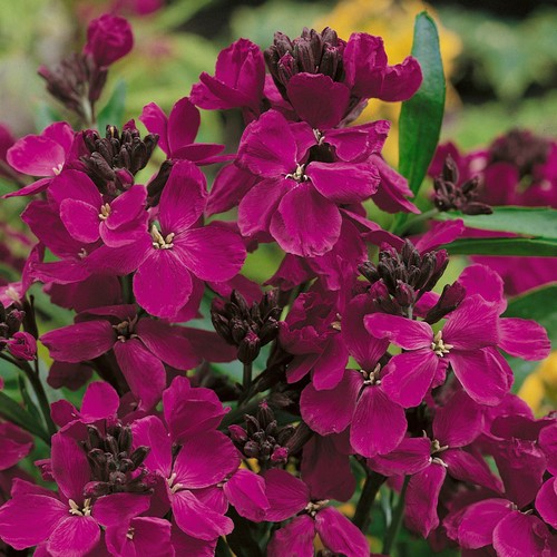 100 erysimum cheiri - 100,