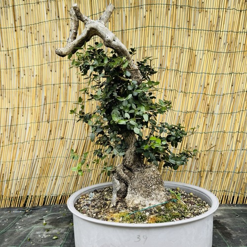 Phillirea yamadori bonsai - phillirea,
