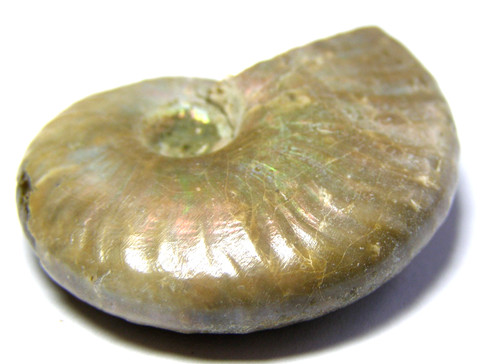 Iridescent ammonite fossil - iridescent,