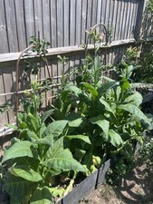  Amber Leaf component ( Burley) Tobacco Seeds Highly Fertile, Approx. 1000 Count