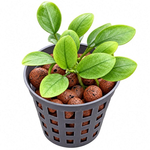 Anubias jade - anubias, (anubias