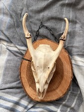 Muntjac Deer Skull and Antlers