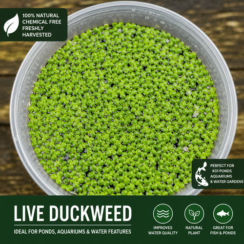 Live duckweed floating pond - duckweed,