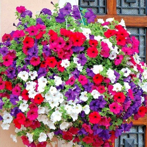 2001 dwarf petunia mix - mix, flower