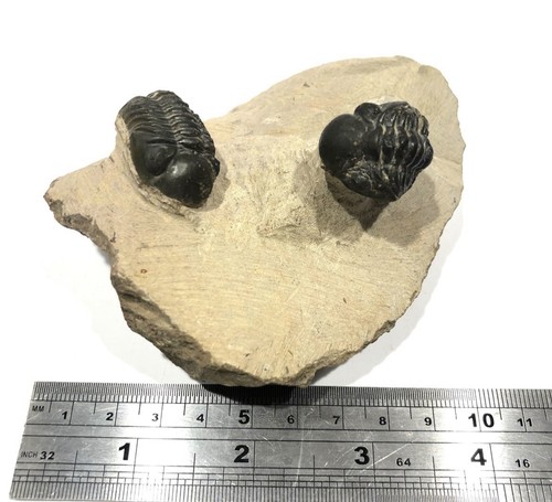 Pair fossil trilobites reedops - trilobites,