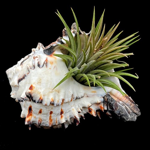 Black murex large 14cm sea - large, 12-14cm