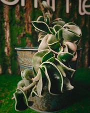 Hoya carnosa Compacta Variegata rare live indoor plant