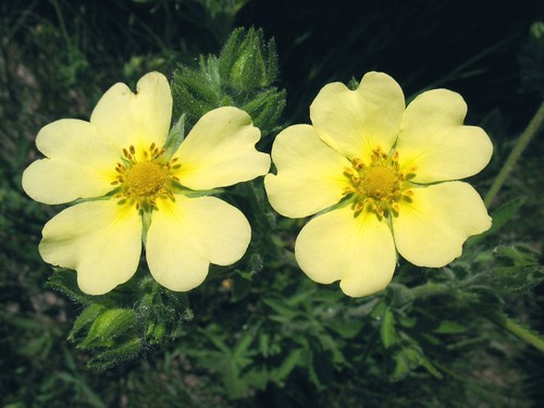Sulphur cinquefoil - cinquefoil,