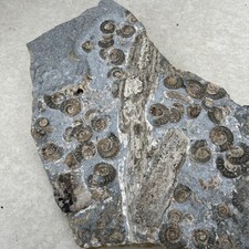 Fossil  Ammonites Cluster 
