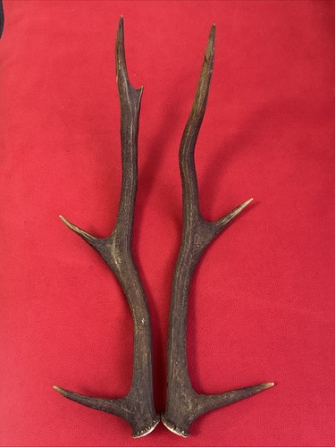 Pair red deer antlers - pair, 473g