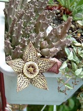 Orbea variegata 1