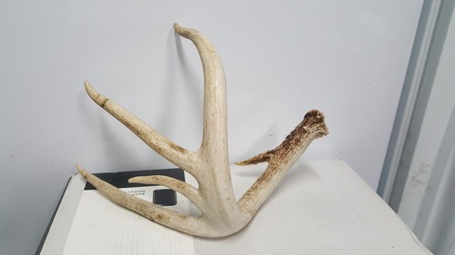 Big pt whitetail - 64-6",