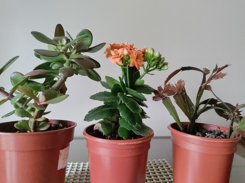 Orange kalanchoe jade money - orange, kalanchoe,jade/money