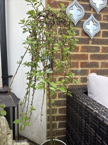 Salix caprea kilmarnock tree - salix,