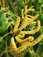Platycarya strobilacea - platycarya,