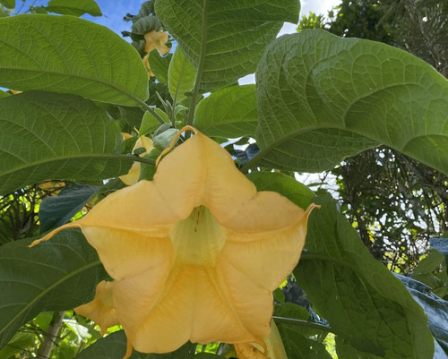 Brugmansia aurea yellow - brugmansia,