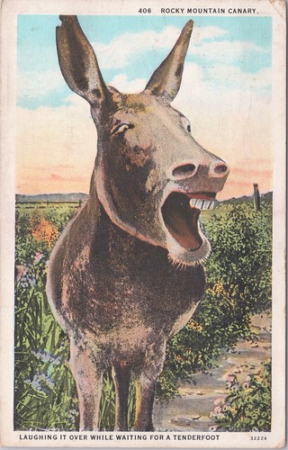 White border postcard rocky - us,
