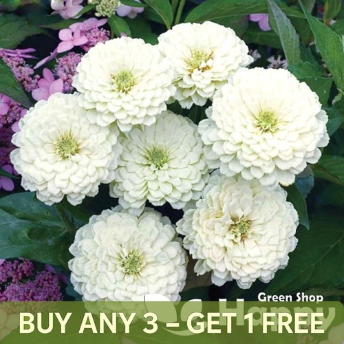 Zinnia polar bear - bear,