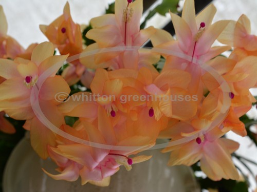Thanksgiving christmas cactus - thanksgiving/christmas,