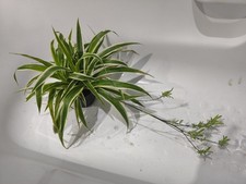 Spider Plant