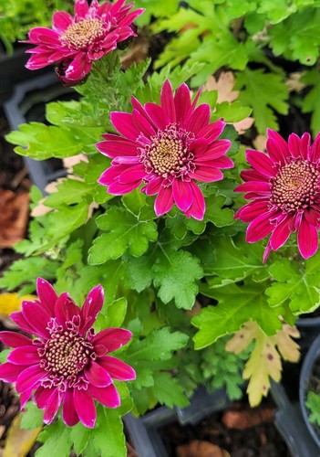 Indian chrysanthemum indicum - indian,