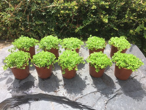 10x green helxine soleirolii - 10x,