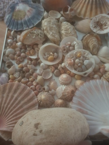 Mixed sea shells very - sea,